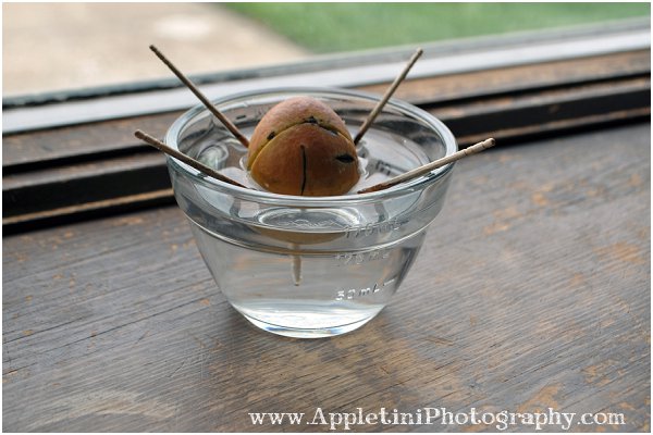 appletiniphotography1_0430