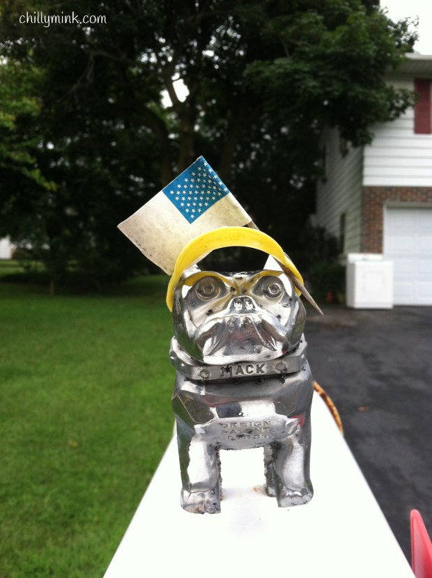 CM Face forward bulldog