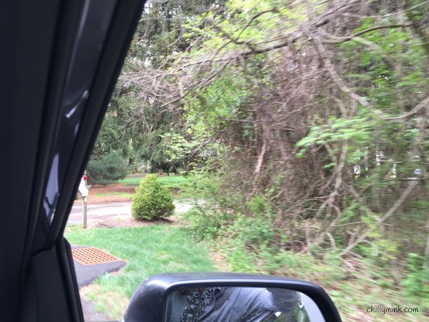 CM NJ dog motion blur v1