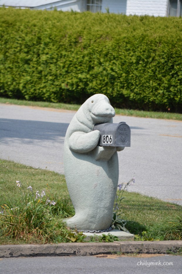 CM portrait manatee PA