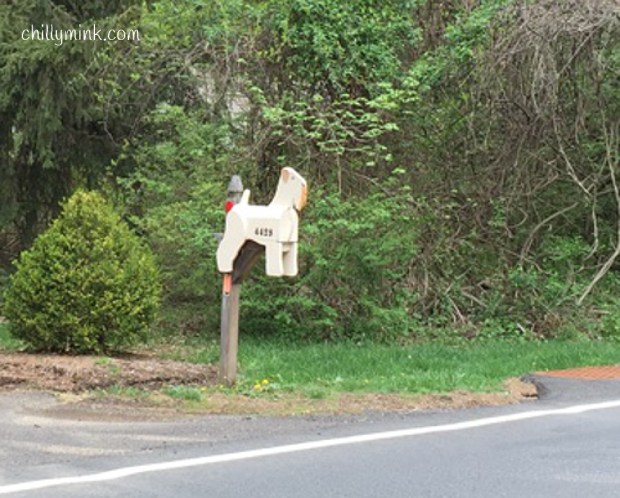 CM zoom NJ dog mailbox