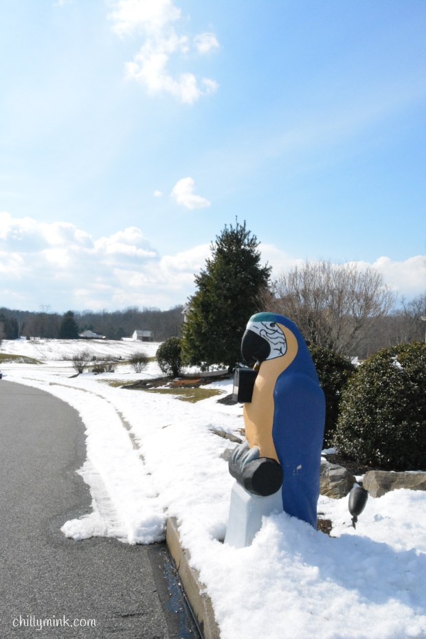 CM Parrot Mailbox Photo of the Day 46.JPG