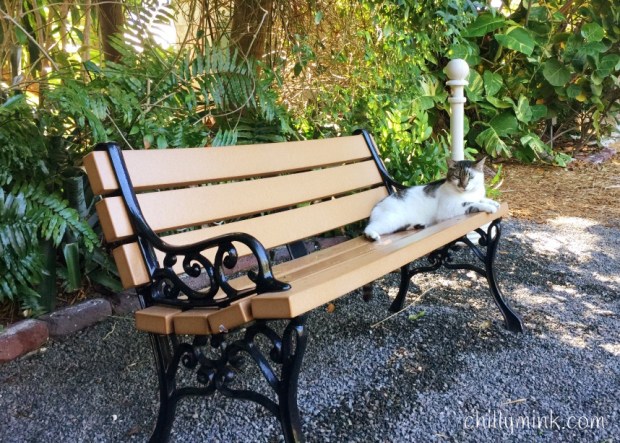 CM Bench Hemmingway Cat Closeup_Fotor